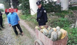 偷南瓜最新爆料新闻事件,真相揭秘，嫌疑人落网